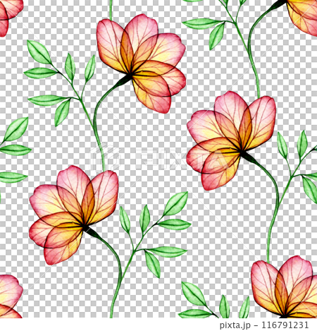 watercolor seamless pattern with transparent peony flowers. X-ray. delicate print with pink flowers 116791231