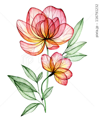 watercolor bouquet with transparent peony flowers. X-ray. delicate composition with pink flowers 116791232