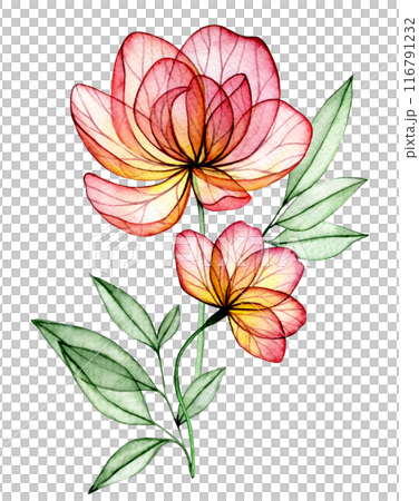 watercolor bouquet with transparent peony flowers. X-ray. delicate composition with pink flowers 116791232