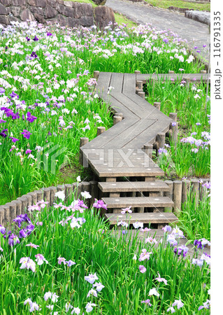 赤塚山公園の花菖蒲園 116791335