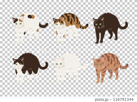 顏卡步貓插畫 116791344