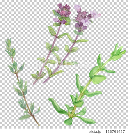 Thyme watercolor illustration set 116791627