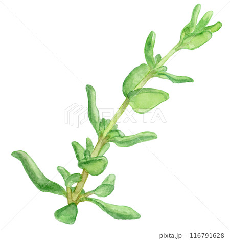 水彩で描いたタイムのイラスト 水彩で描いたタイムのイラスト 116791628