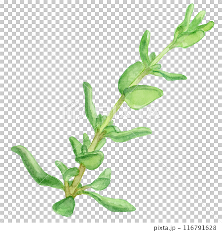 水彩で描いたタイムのイラスト 水彩で描いたタイムのイラスト 116791628