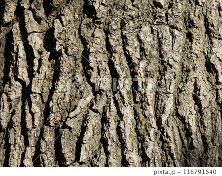 樹皮・モミジバフウ 116791640