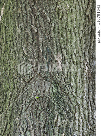 樹皮・モミジバフウ 樹皮・モミジバフウ 116791643