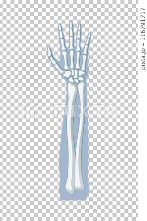 Forearm Bones 116791717