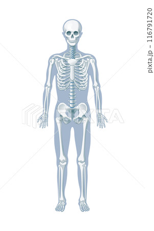 全身の骨 全身の骨 116791720