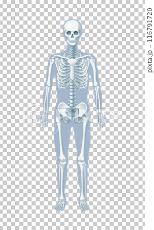 全身の骨 全身の骨 116791720