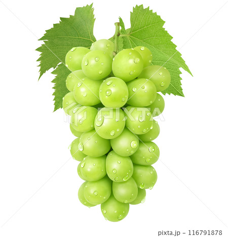 シャインマスカット イラスト リアル マスカット 116791878