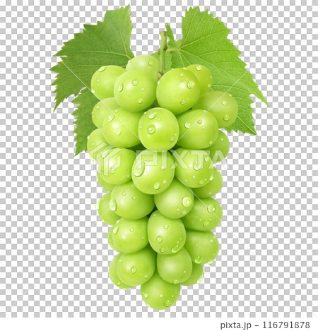 閃耀馬斯喀特插圖真正的馬斯喀特 116791878