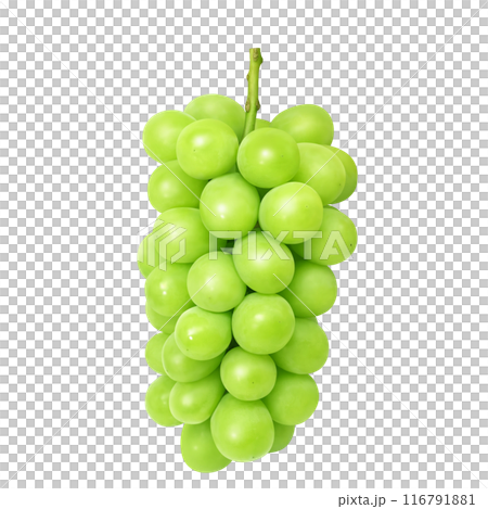 閃耀馬斯喀特插圖真正的馬斯喀特 116791881