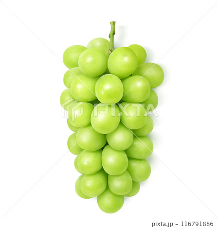 シャインマスカット イラスト リアル マスカット シャインマスカット イラスト リアル マスカット 116791886