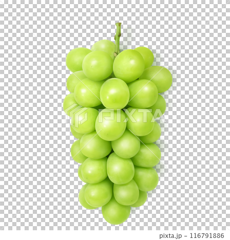 シャインマスカット イラスト リアル マスカット シャインマスカット イラスト リアル マスカット 116791886