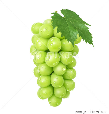 シャインマスカット イラスト リアル マスカット 116791890