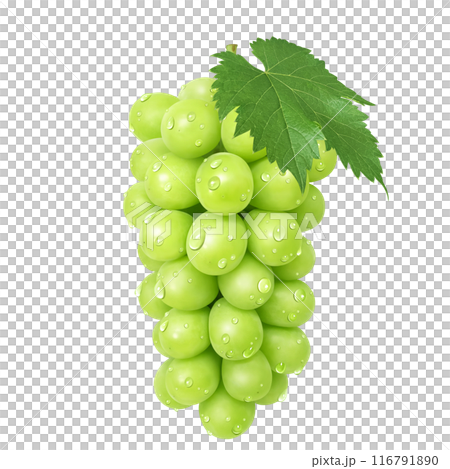シャインマスカット イラスト リアル マスカット 116791890