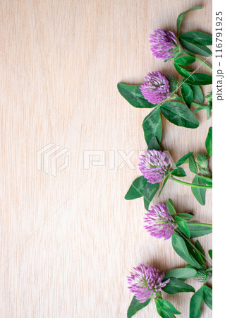 木目のテーブルに置いたアカツメグサのフレーム写真 116791925