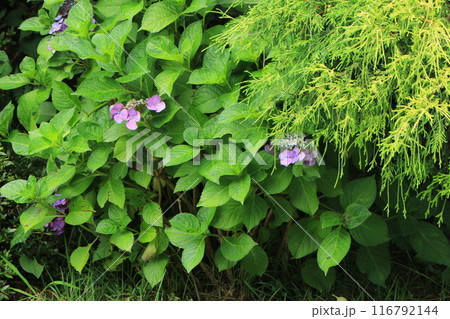 緑の葉に紫色のアジサイの花 緑の葉に紫色のアジサイの花 116792144