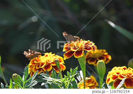 マリーゴールドから吸蜜するイチモンジセセリ 116792154