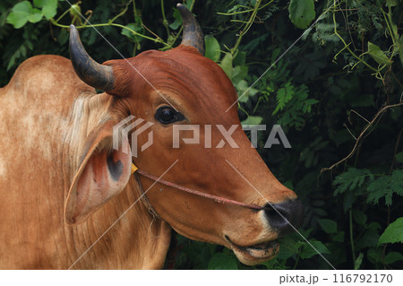 Brahma cow in the field, cow eating grass in the meadow at summer time, Thailand. Brahma cow in the field, cow eating grass in the meadow at summer time, Thailand. 116792170