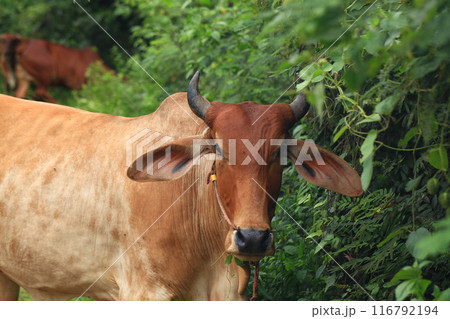 Brahma cow in the field, cow eating grass in the meadow at summer time, Thailand. Brahma cow in the field, cow eating grass in the meadow at summer time, Thailand. 116792194