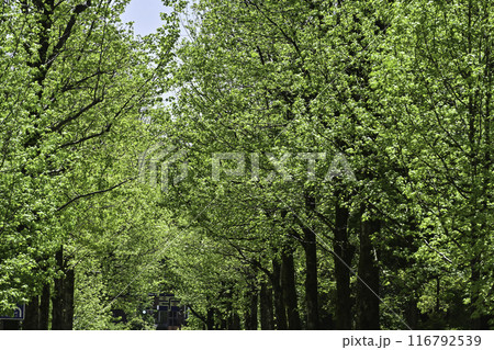 広坂アメリカ楓の深緑 広坂アメリカ楓の深緑 116792539