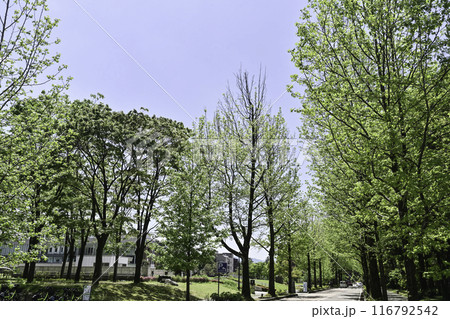 広坂アメリカ楓の深緑 広坂アメリカ楓の深緑 116792542