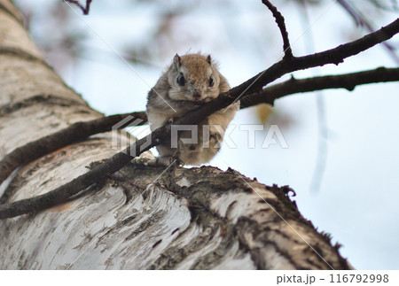 北海道の公園で枝に座るエゾモモンガ 116792998