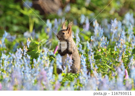 エゾエンゴサクとカタクリの花畑で食事をするエゾリス エゾエンゴサクとカタクリの花畑で食事をするエゾリス 116793011