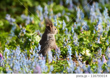 エゾエンゴサクとカタクリの花畑で食事をするエゾリス エゾエンゴサクとカタクリの花畑で食事をするエゾリス 116793014