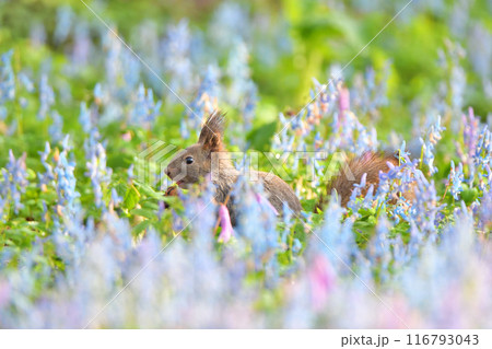 エゾエンゴサクとカタクリの花畑で食事をするエゾリス エゾエンゴサクとカタクリの花畑で食事をするエゾリス 116793043