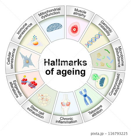 Hallmarks of ageing. Cellular senescence. Anti-aging therapy Hallmarks of ageing. Cellular senescence. Anti-aging therapy 116793225