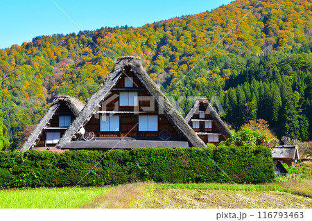 秋　白川郷　荻町地区 116793463