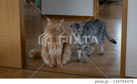こちらを見つめる可愛い猫 こちらを見つめる可愛い猫 116793479