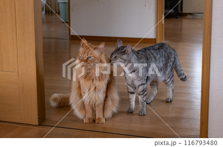 こちらを見つめる可愛い猫 こちらを見つめる可愛い猫 116793480