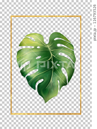 Hand drawn tropical leaf and gold frame isolated on white background. Illustration for postcard, label, scrapbook and other printed products 116793526