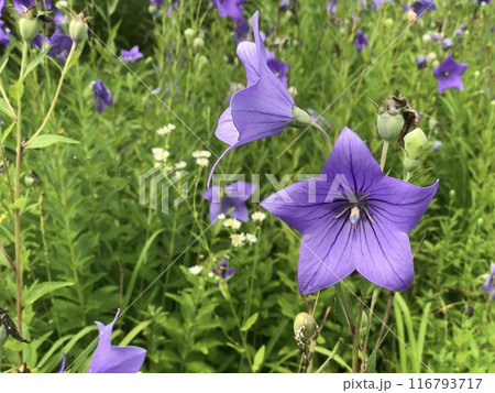 紫色の花を咲かせた桔梗の群生 紫色の花を咲かせた桔梗の群生 116793717
