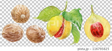 Nutmeg watercolor illustration set 116793825