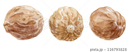 ナツメグ 3個 水彩イラスト ナツメグ 3個 水彩イラスト 116793828