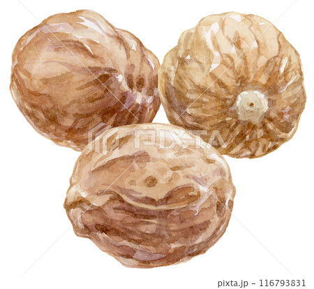 ナツメグ(ホール)水彩イラスト ナツメグ(ホール)水彩イラスト 116793831