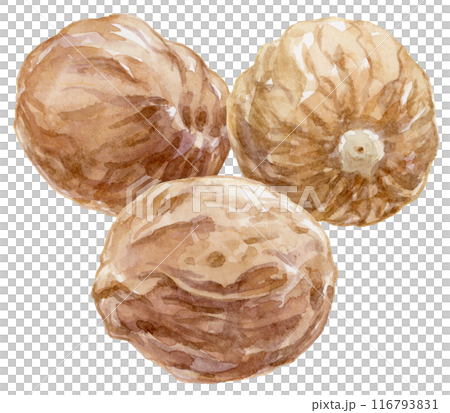 ナツメグ(ホール)水彩イラスト ナツメグ(ホール)水彩イラスト 116793831