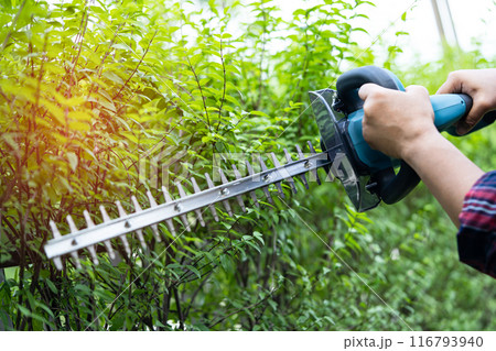 Woman taking care and growing plants, Hobby planting home garden, ornamental pruning. Woman taking care and growing plants, Hobby planting home garden, ornamental pruning. 116793940