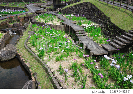 赤塚山公園の花菖蒲園 赤塚山公園の花菖蒲園 116794027