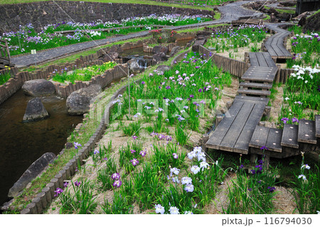 赤塚山公園の花菖蒲園 赤塚山公園の花菖蒲園 116794030