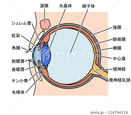 眼の解剖 116794219