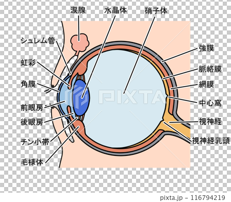 眼の解剖 116794219