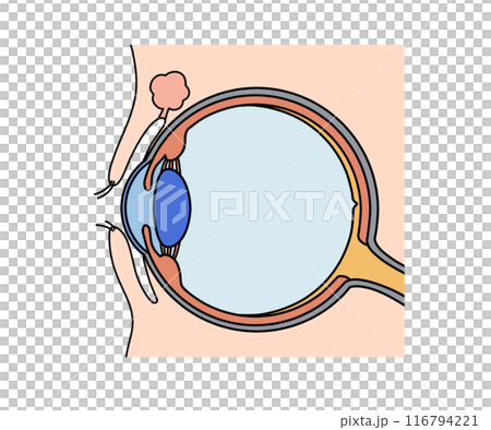 Anatomy of the eye (without text) Anatomy of the eye (without text) 116794221