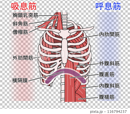 呼吸肌肉（帶字母） 116794237