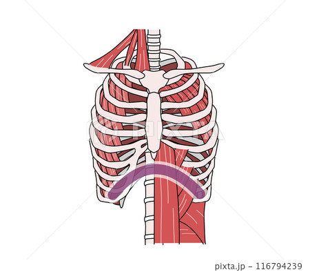 呼吸筋（文字なし） 116794239