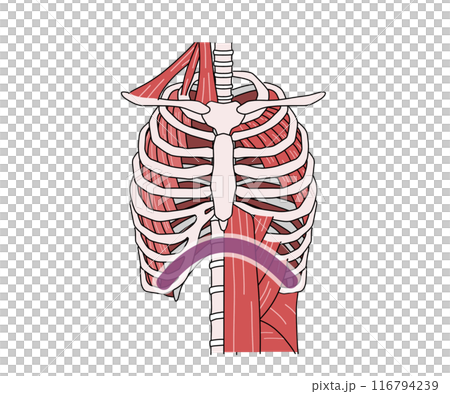 呼吸筋（文字なし） 116794239